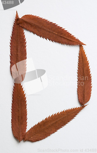 Image of D letter: alphabet and numbers with autumn brown red dry leaf on white background