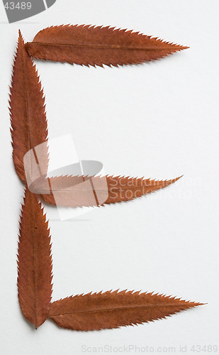 Image of E letter: alphabet and numbers with autumn brown red dry leaf on white background