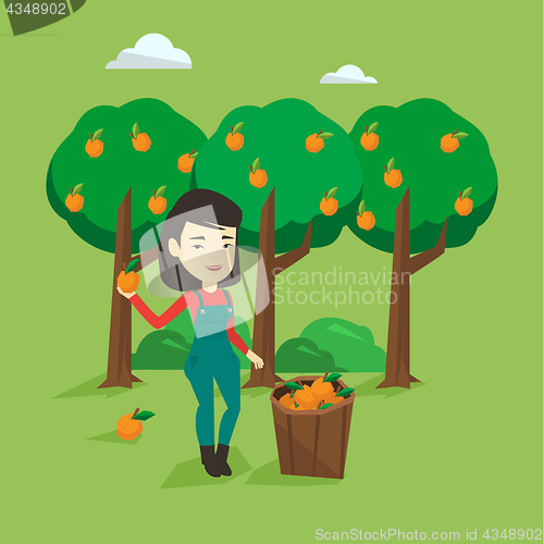 Image of Farmer collecting oranges vector illustration.