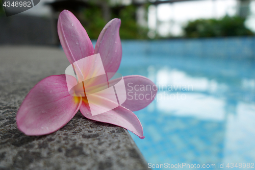 Image of Plumeria flower on ceramic tile border of swimming pool