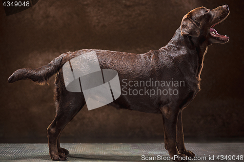 Image of The portrait of a black Labrador dog taken against a dark backdrop.