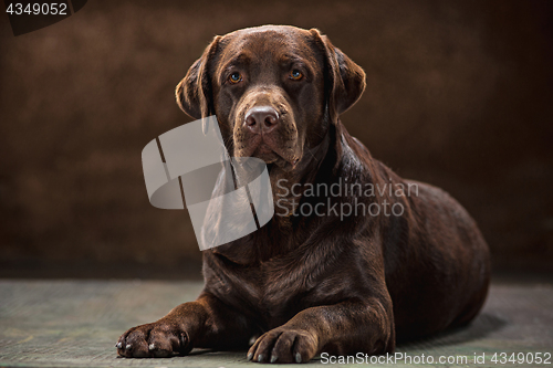 Image of The portrait of a black Labrador dog taken against a dark backdrop.