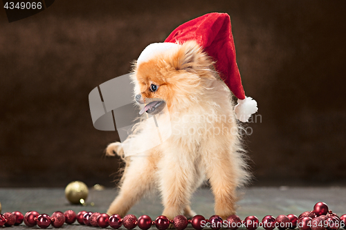 Image of Spitz-dog in studio on a neutral background