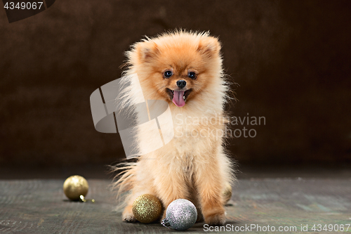 Image of Spitz-dog in studio on a neutral background