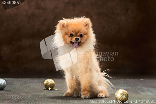 Image of Spitz-dog in studio on a neutral background