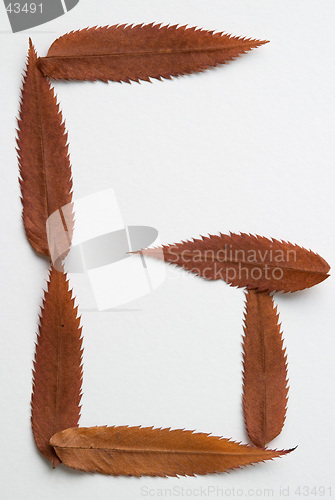 Image of G letter: alphabet and numbers with autumn brown red dry leaf on white background