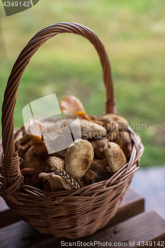 Image of Different mushrooms in basket