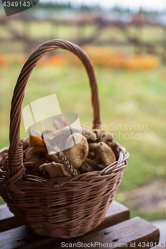 Image of Different mushrooms in basket
