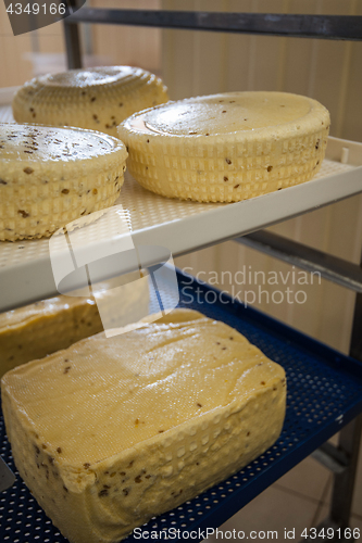 Image of aging cheese heads