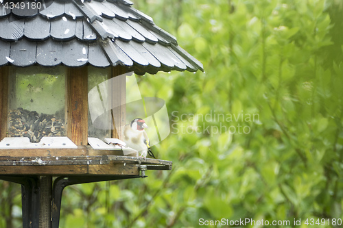 Image of bird at the feeder