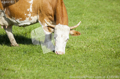Image of cow in the green grass