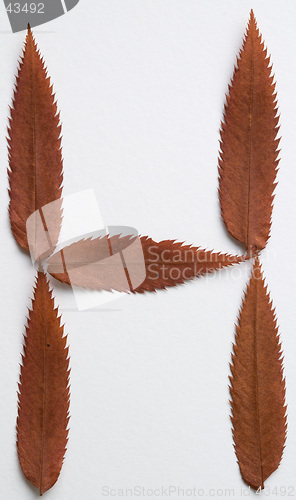 Image of H letter: alphabet and numbers with autumn brown red dry leaf on white background