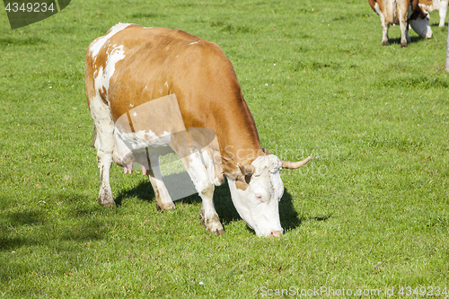 Image of cow in the green grass