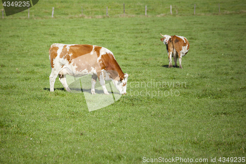 Image of cow in the green grass