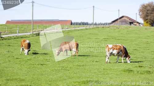 Image of cow in the green grass