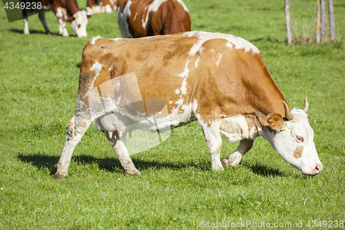 Image of cow in the green grass