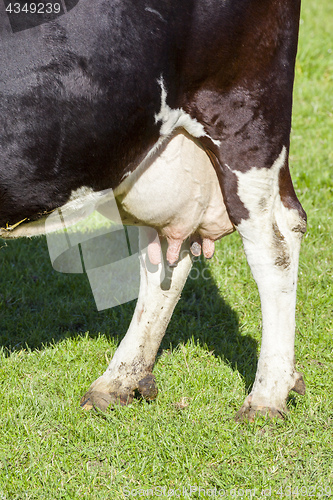 Image of cow in the green grass