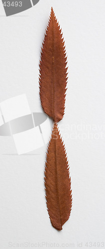 Image of I letter: alphabet and numbers with autumn brown red dry leaf on white background