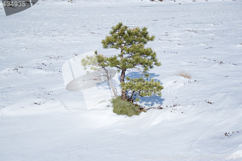 Image of Small pine tree