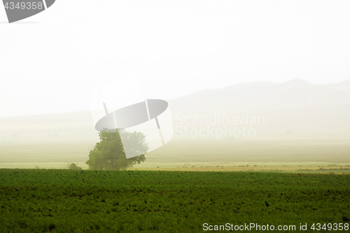 Image of Tree behind a farm