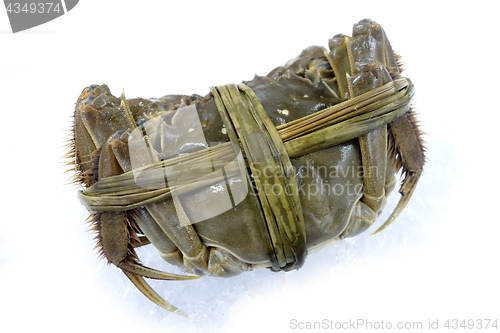 Image of Raw shanghai hairy crab