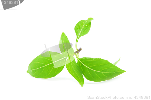 Image of Thai sweet basil leaves