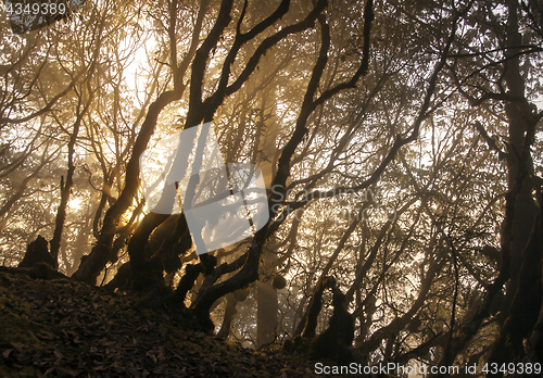 Image of Sunrise in Nepal forest