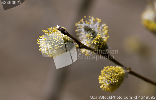 Image of Pussy-willow in the spring