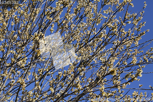 Image of Pussy-willow in the spring