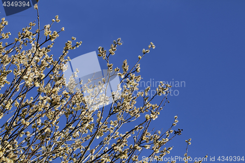 Image of Pussy-willow in the spring