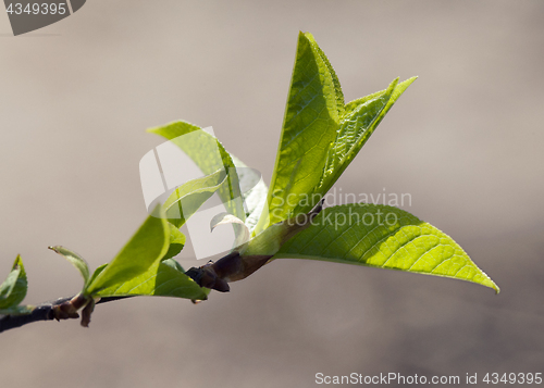 Image of Fresh spring leaves