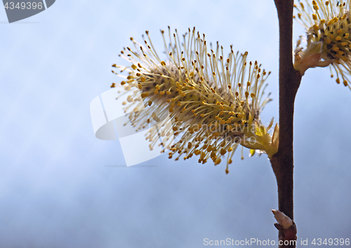 Image of Pussy-willow in the spring