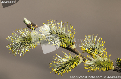 Image of Pussy-willow in the spring