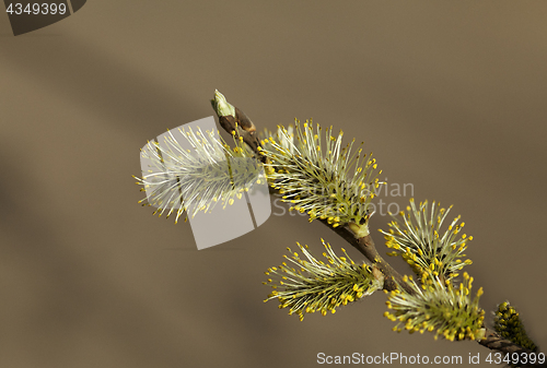 Image of Pussy-willow in the spring