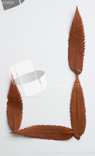 Image of J letter: alphabet and numbers with autumn brown red dry leaf on white background