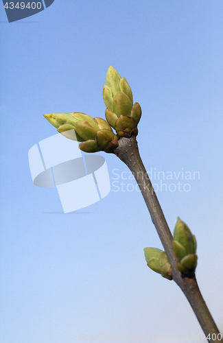 Image of Spring tree buds