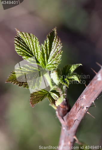 Image of Fresh spring leaves