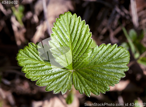 Image of Wild strawberry leaves in spring