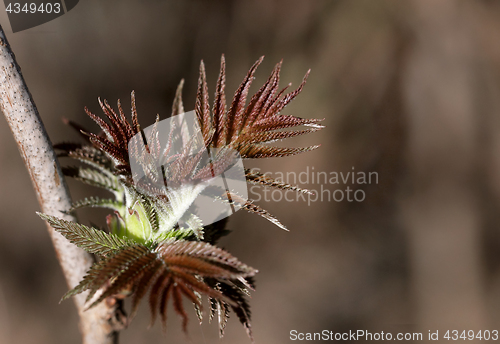 Image of Fresh spring leaves