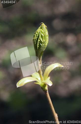 Image of Spring tree buds