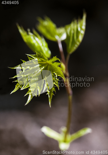 Image of Fresh spring leaves