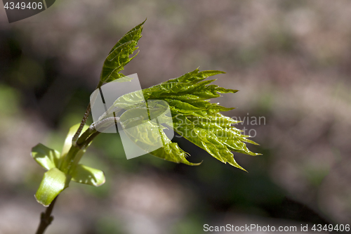 Image of Fresh spring leaves