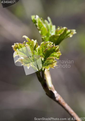 Image of Fresh spring leaves