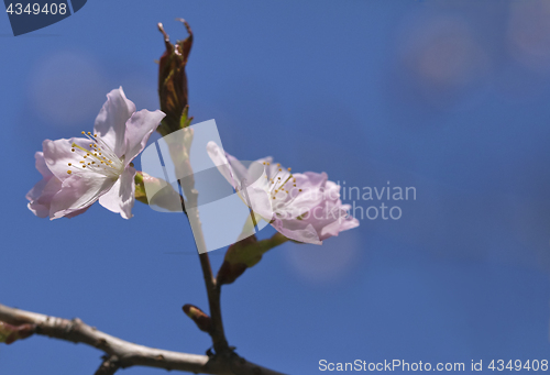 Image of Sakura flowers, close-up