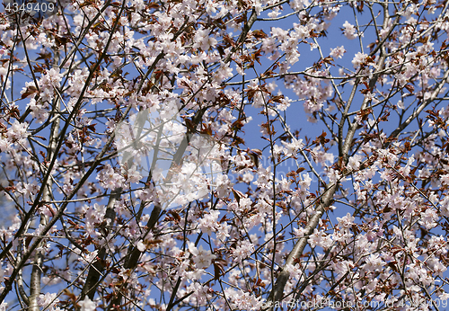 Image of Sakura in the spring