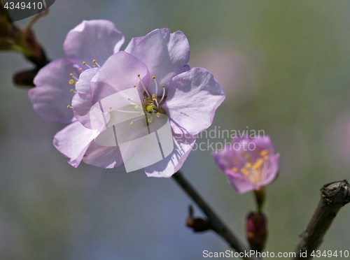 Image of Sakura flowers, close-up