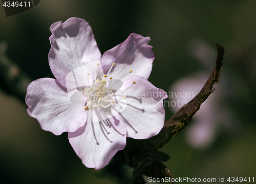 Image of Sakura flower, close-up