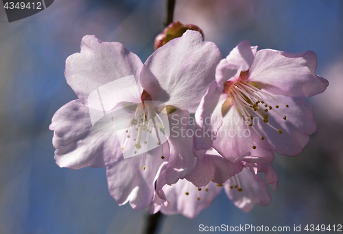 Image of Sakura flowers, close-up