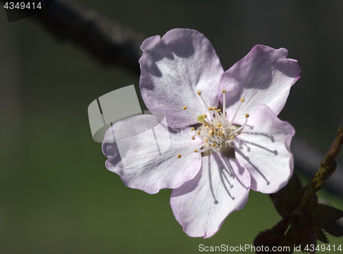 Image of Sakura flower, close-up