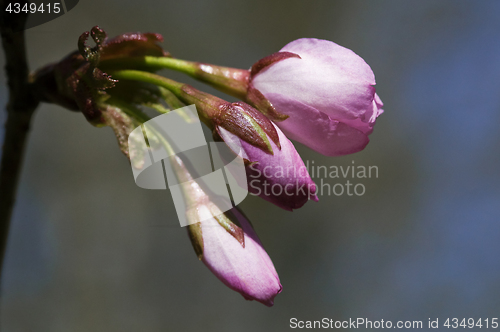 Image of Sakura flowers, close-up